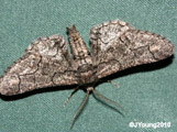 Omphalucha albosignata